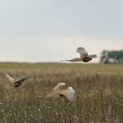 Three pheasants fly away after being flushed in an open field of conservation reserve program land. .