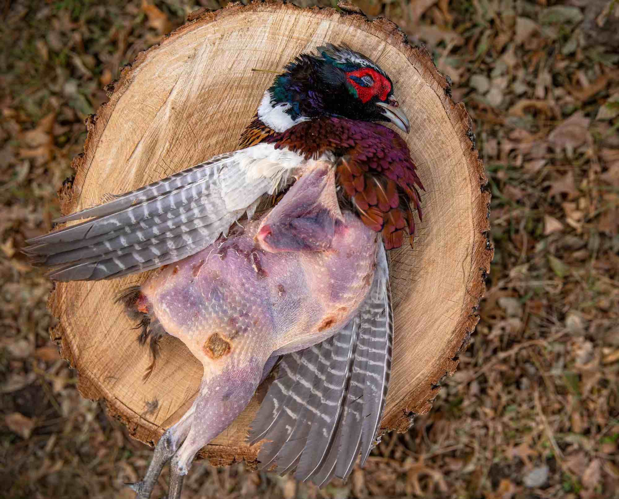 Ring Necked Pheasant