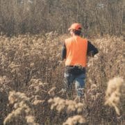 A upland hunter walks through a field weaing basic upland gear like blaze orange and jeans.