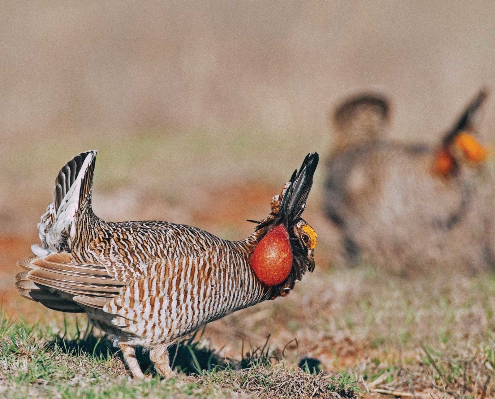 Private Land Management is a Key Issue in Lesser Prairie-Chicken Fight