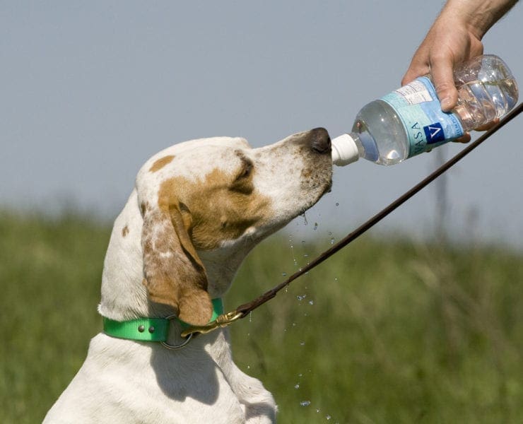 A dog drinks from a water bottle during a hunt.