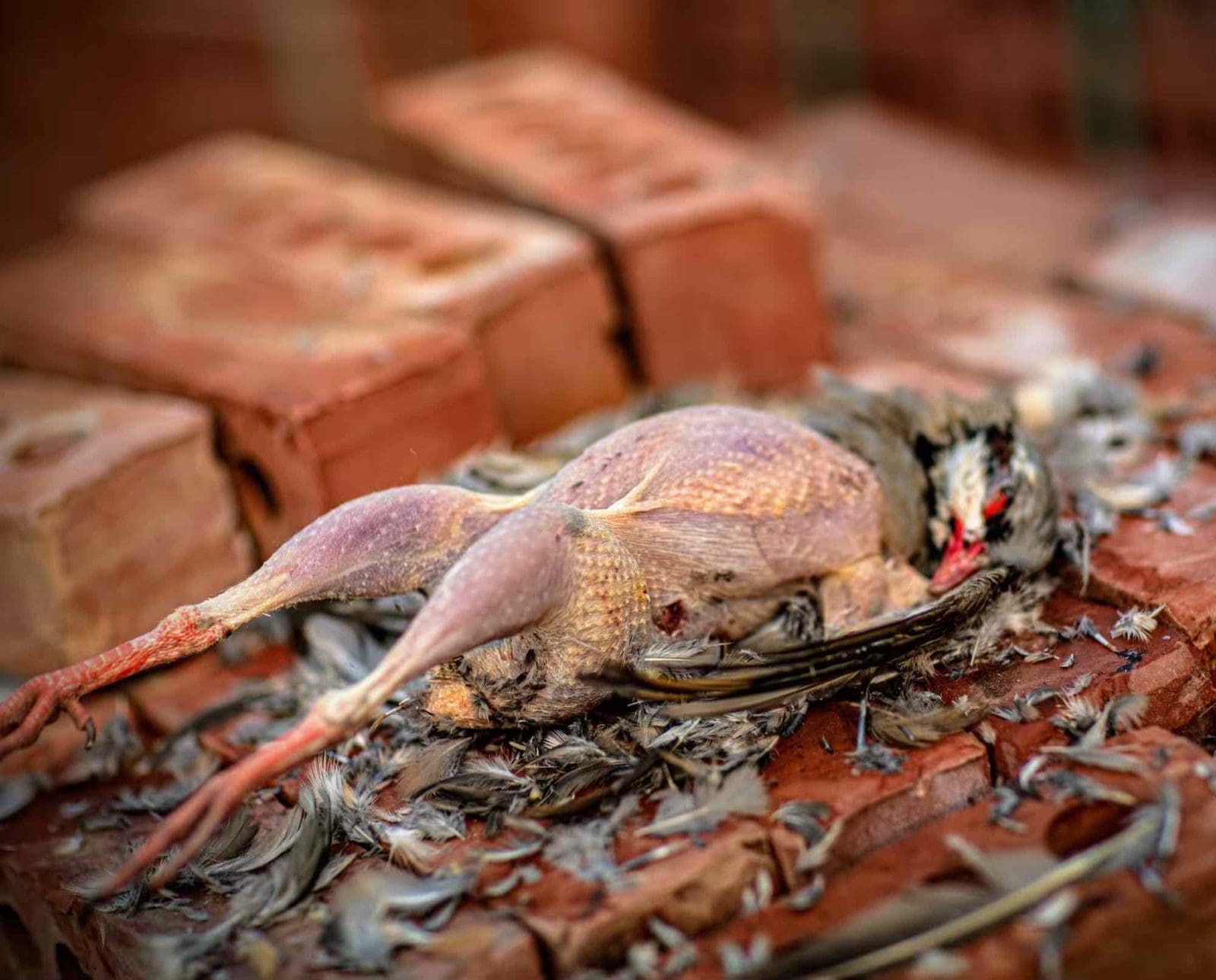 A partially plucked chukar partridge rests on a stack of bricks