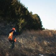 A quail hunter walks up on a pointing dog and a covey of bobwhite quail on public lands.