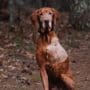 A 13-yeay old Vizsla out bird hunting.