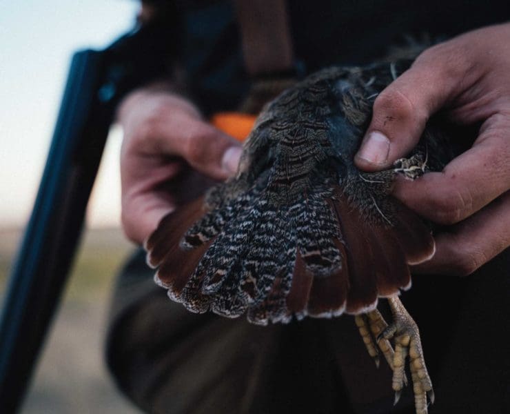 a hungarian partridge in Montana