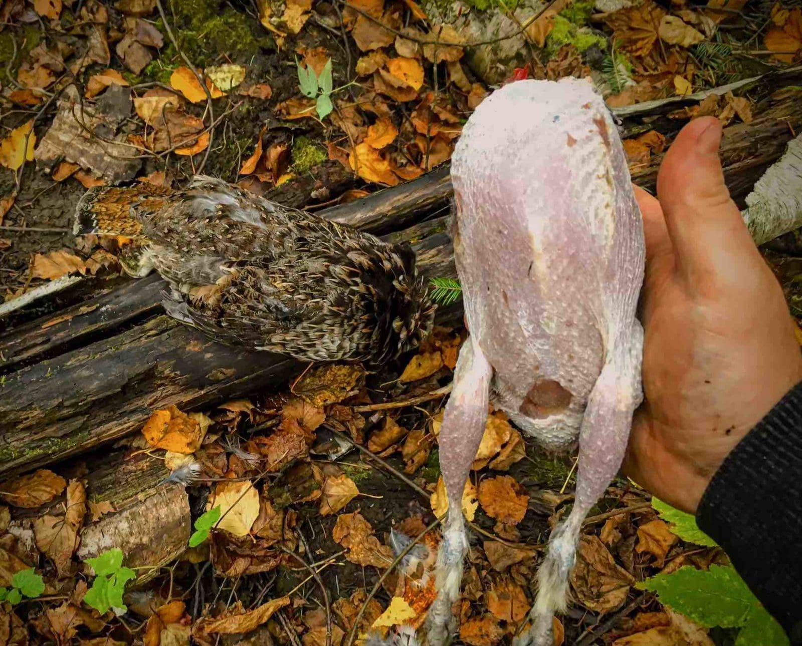 A plucked ruffed grouse with a freshly shot grouse in the background on autumn leaves