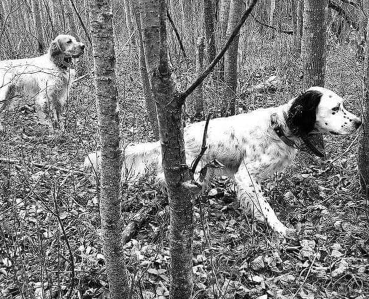 Two English setters work a stand of trees.