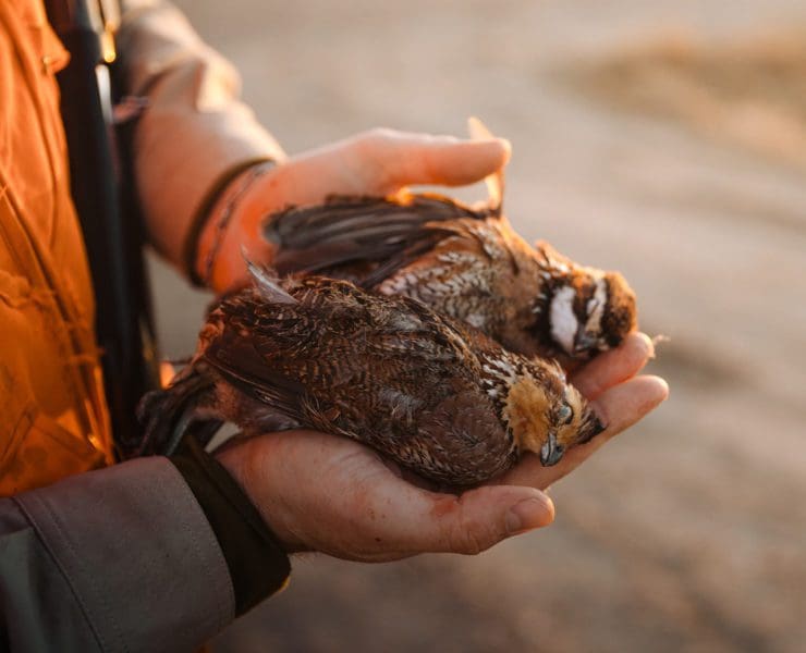 A hunter holds two bobwhite quail.