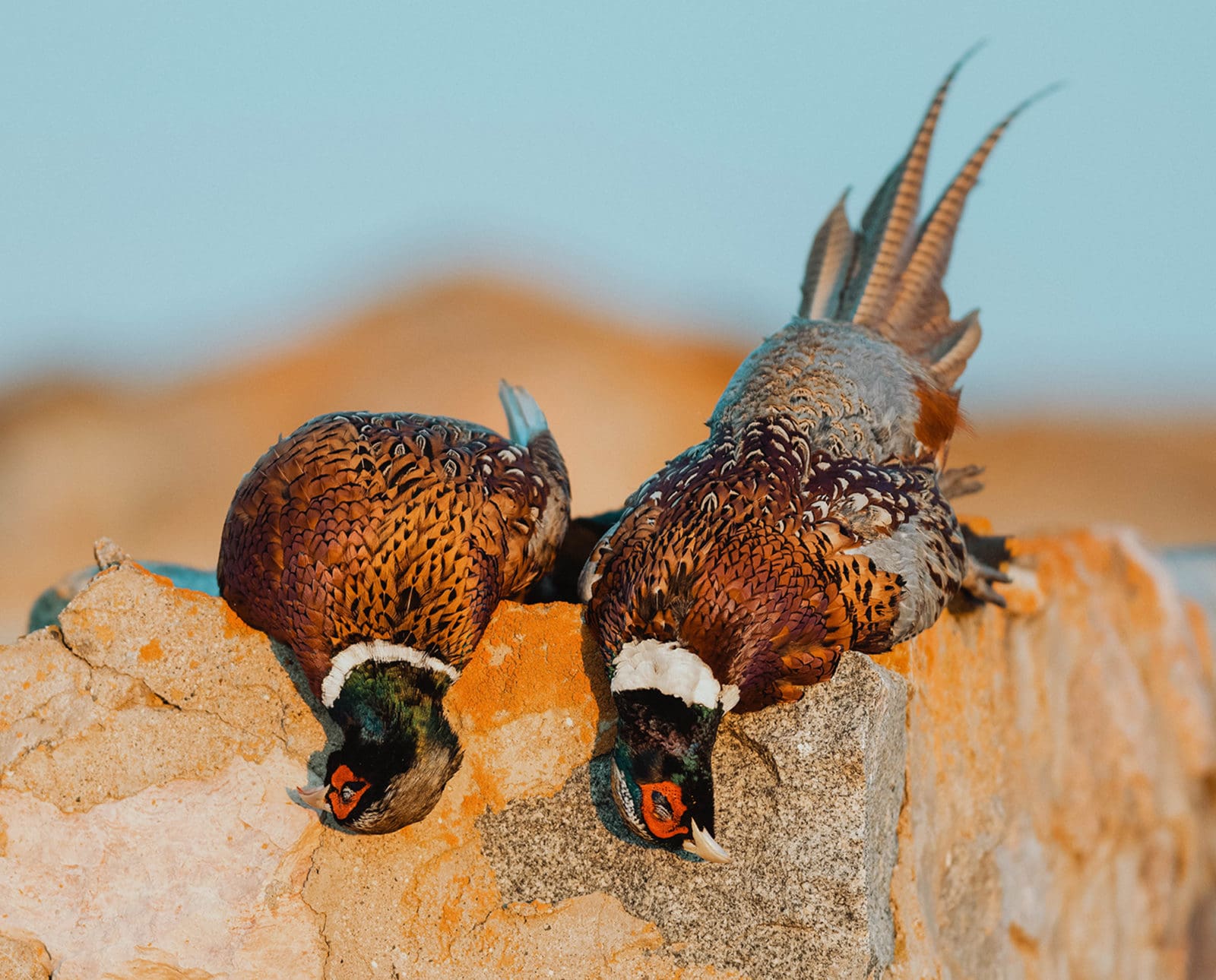Two pheasants lie next to each other on a stone wall.