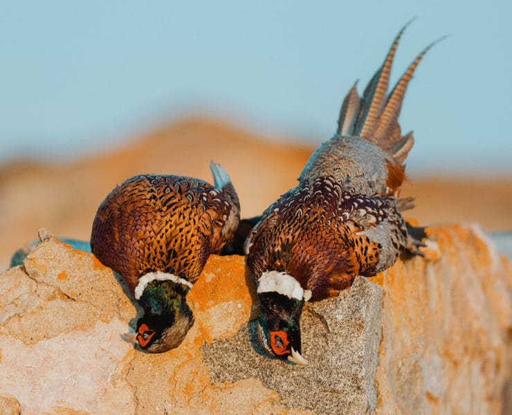 Two pheasants lie next to each other on a stone wall.