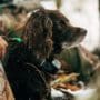 A Boykin Spaniel waits while its owners calls in wild turkeys.