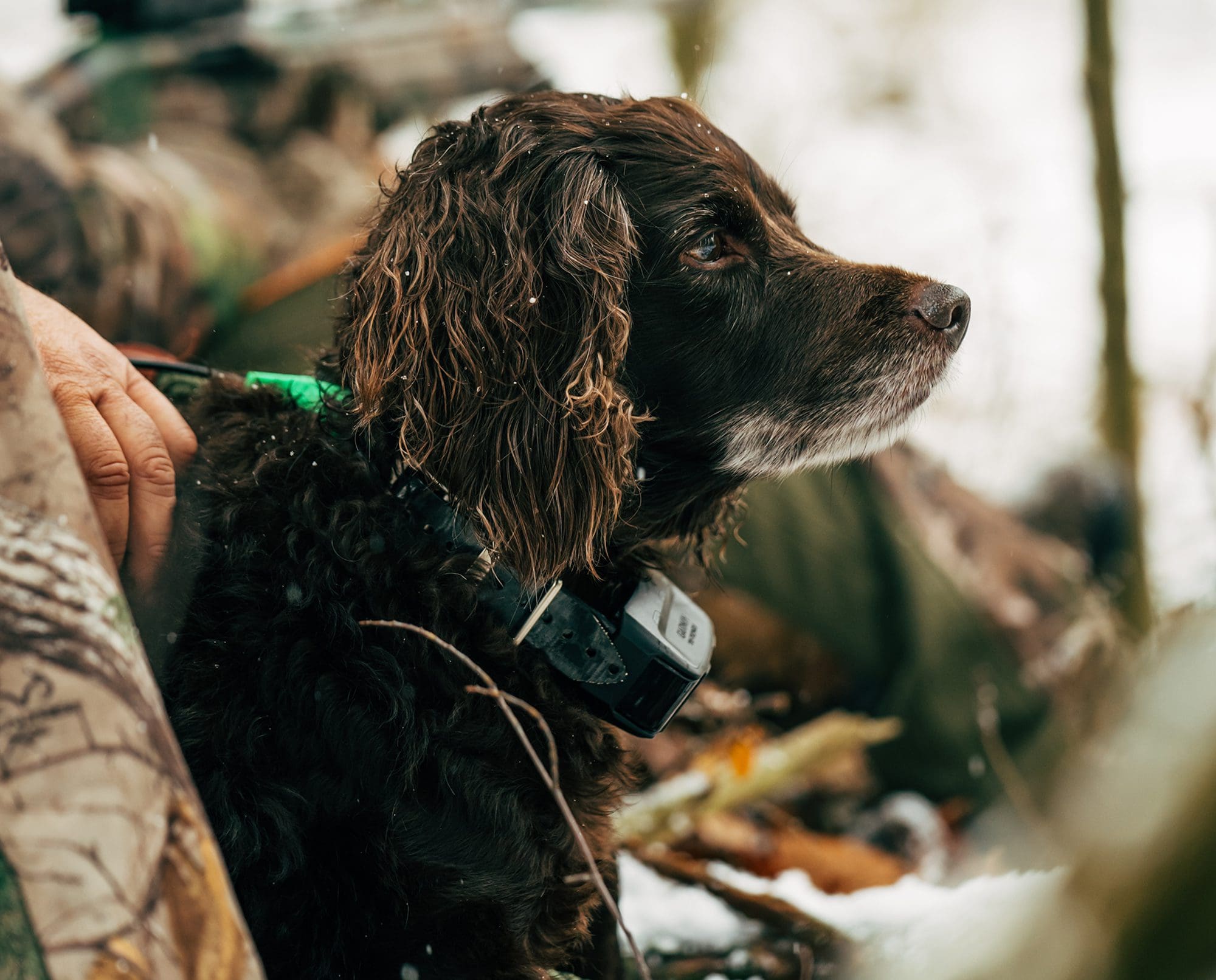 Boykin Spaniel A Comprehensive Guide to This Beloved Breed