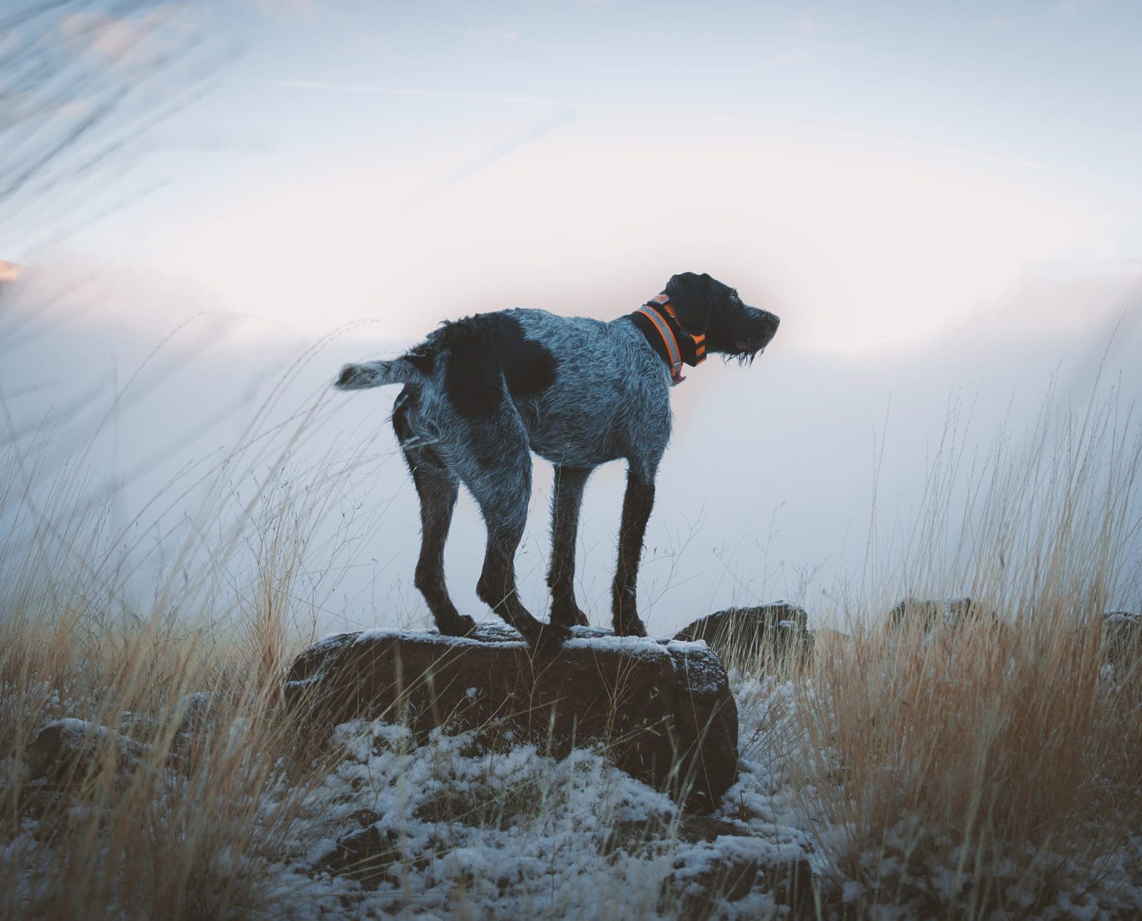 A bird dog stands on a rock atop a mountain while hunting chukar.