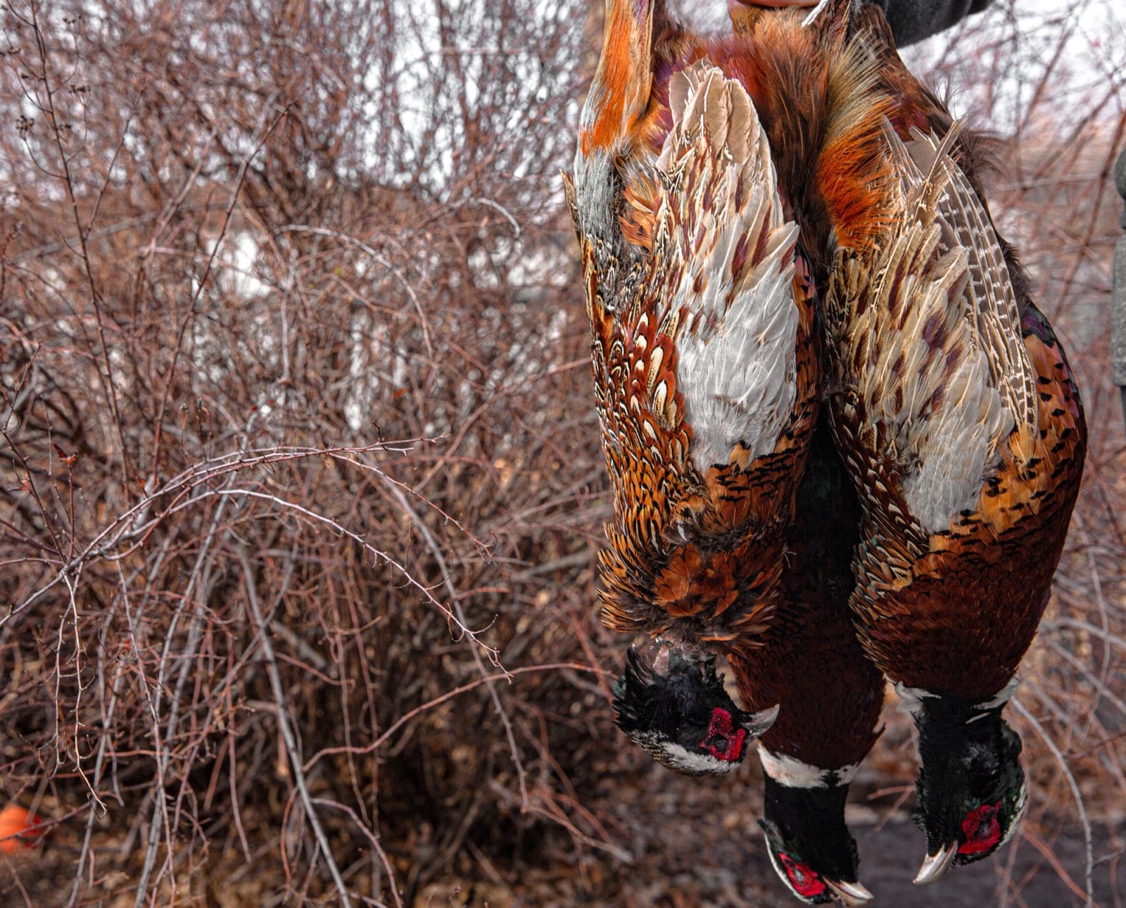 Pheasants hang in the field after being shot.