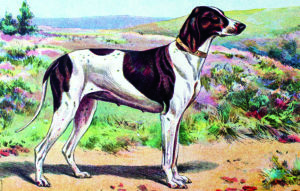 A painting of the Braque Dupuy.