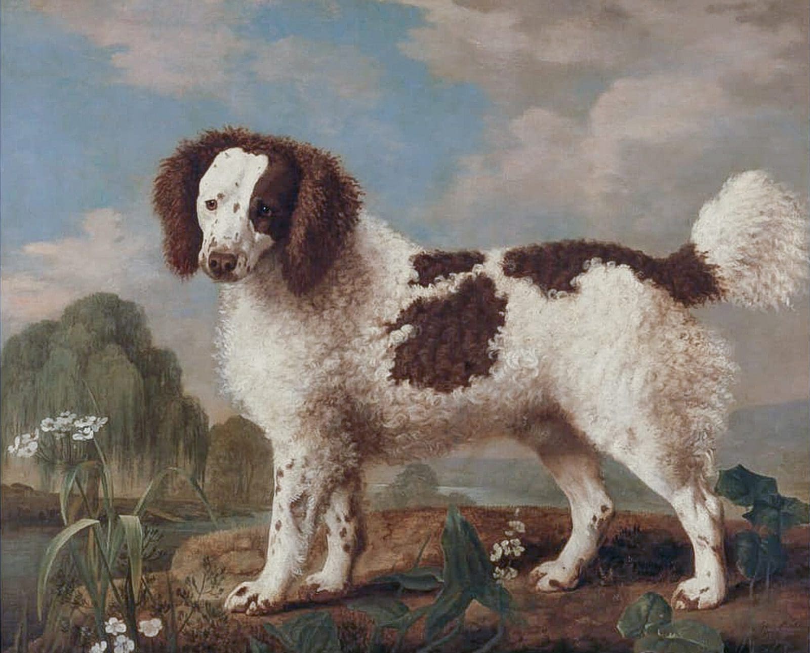 A painting of the Brown and White Norfolk or Water Spaniel.