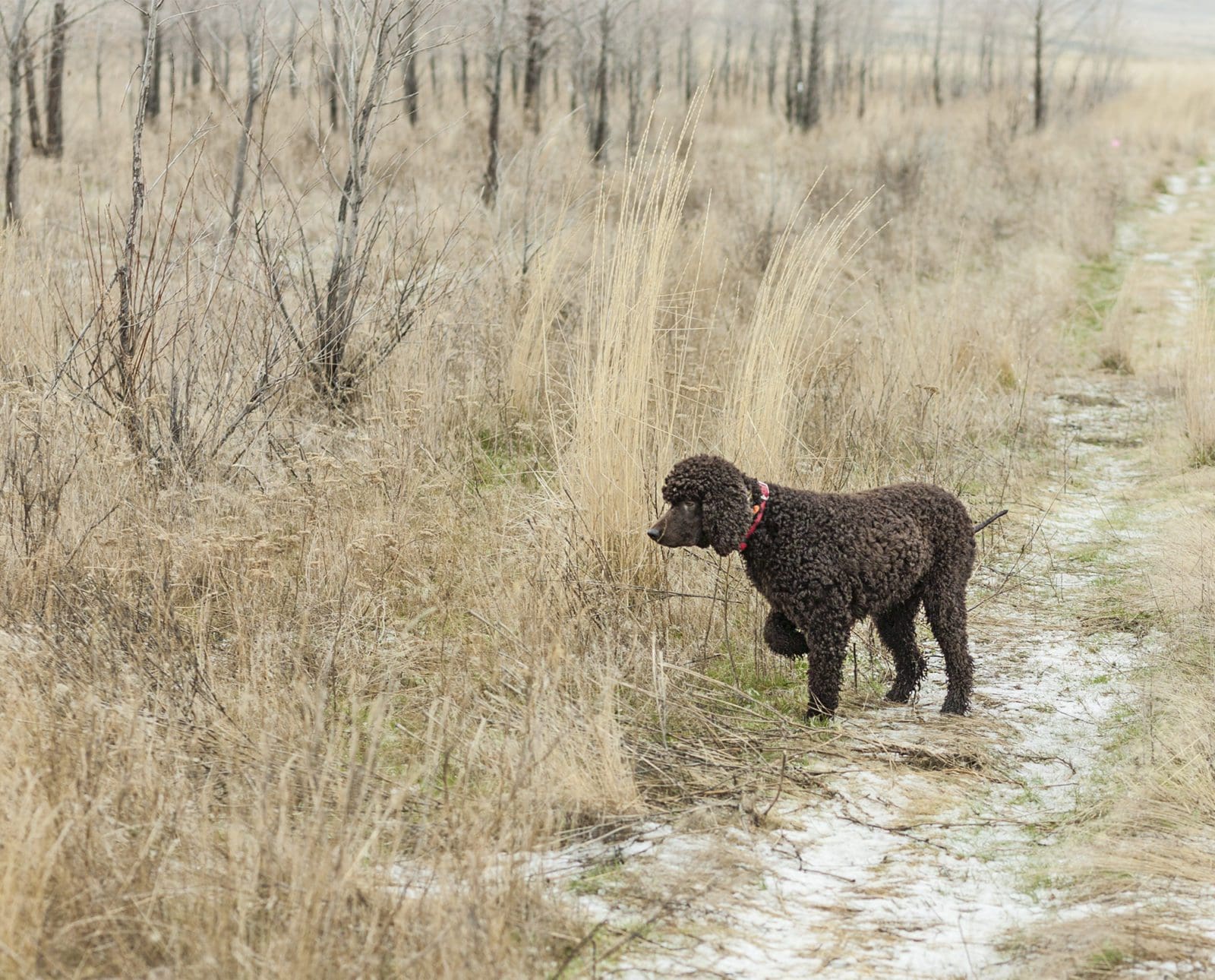 An Irish Water Spaniel points at cover.