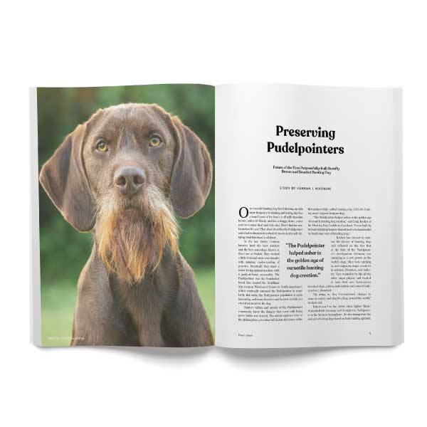 Pudelpointers in America in an upland hunting magazine