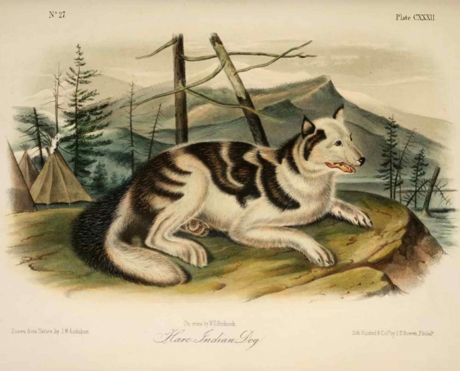 Illustration of the Hare Indian Dog by J.W. Audubon