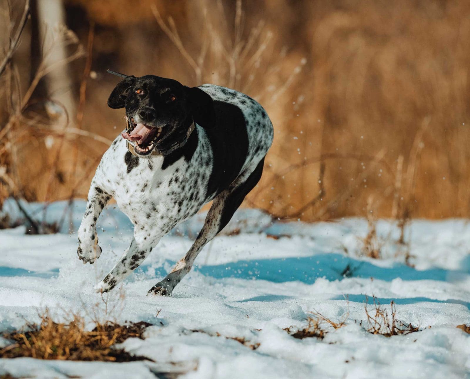 A hunting dog runs in the snow for exercise.