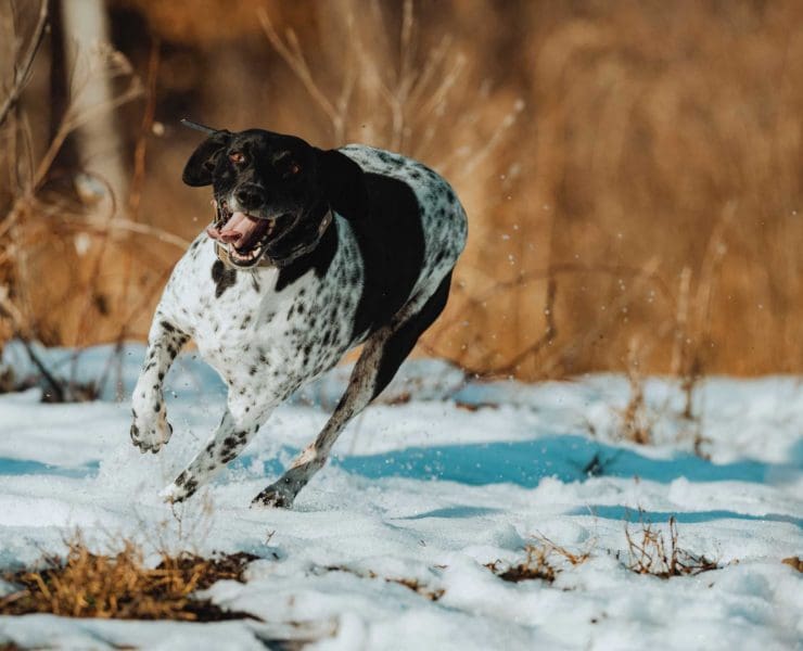 A hunting dog runs in the snow for exercise.