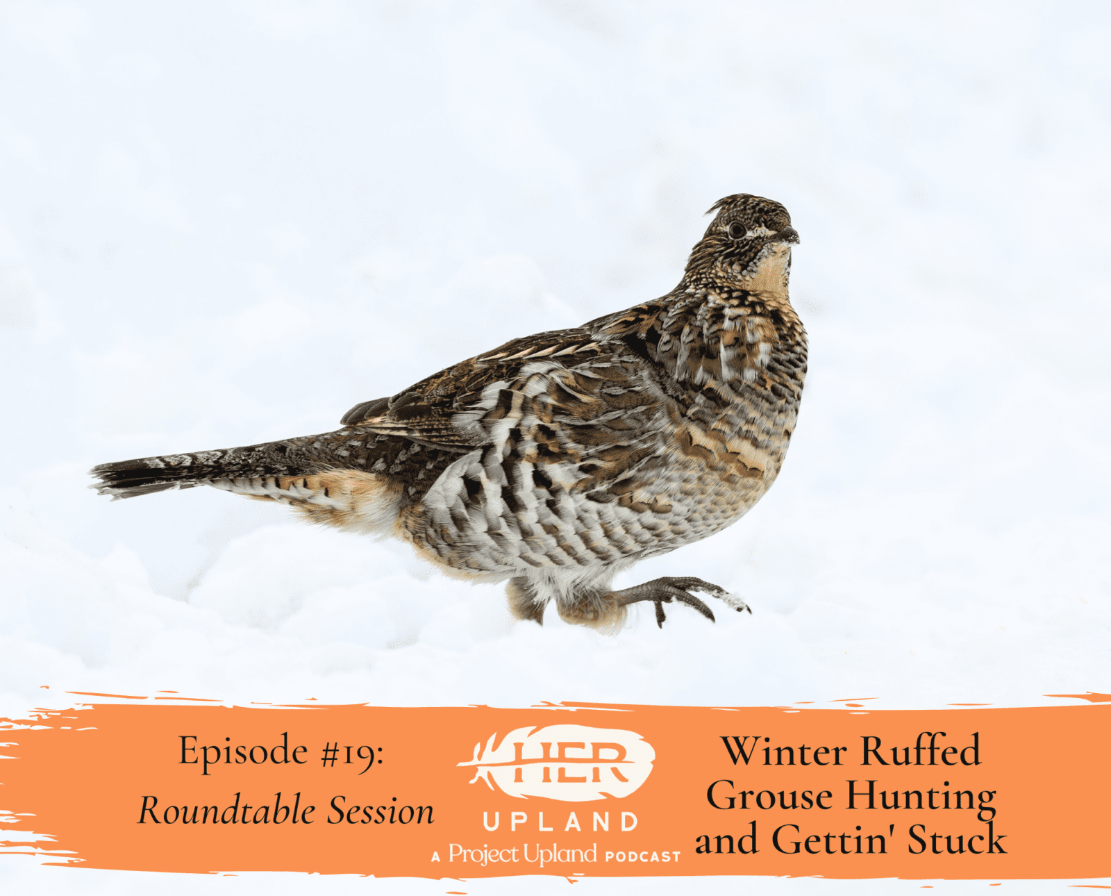 a ruffed grouse walks in the winter snow.