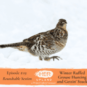 a ruffed grouse walks in the winter snow.