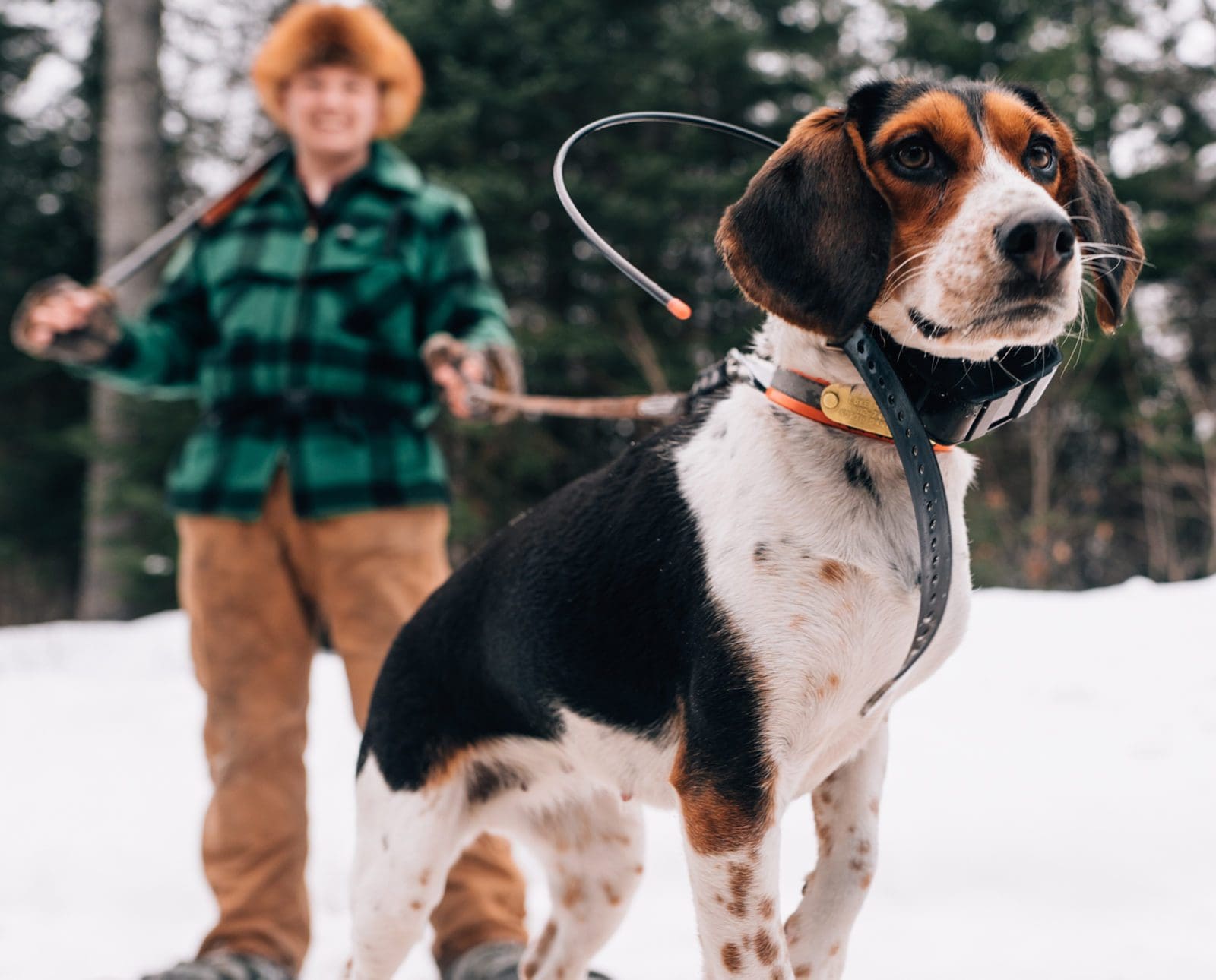 A beagle stands with its owner before a hare hunt.