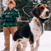 A beagle stands with its owner before a hare hunt.