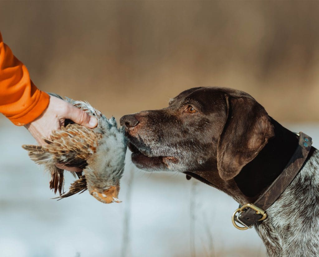 A German Shorthaired Pointer work on retrieve to hand.