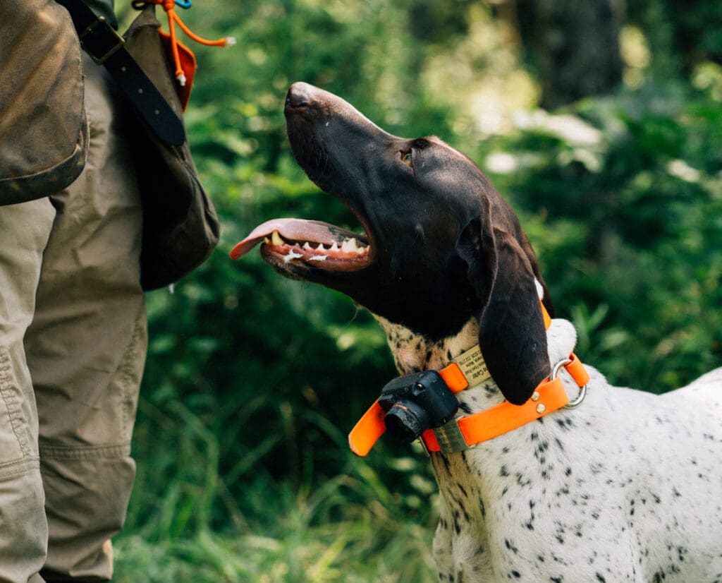 A german shorthaired pointer looks at his owner. 