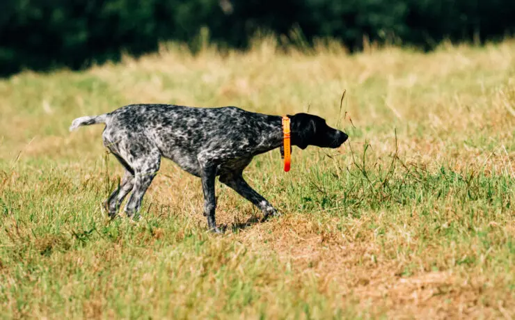 German Shorthaired Pointer on point.