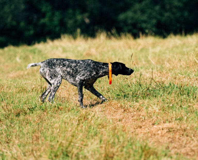 German Shorthaired Pointer Profile, History, and Abilities