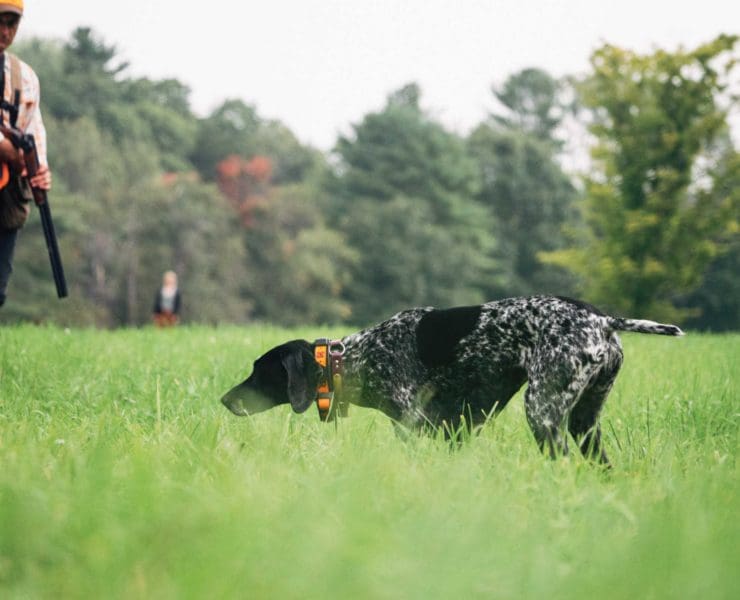 A German Shorthaired Pointer training in a field
