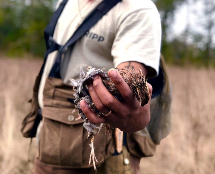 Durrell Smith holds a bobwhite quail during a hunt.