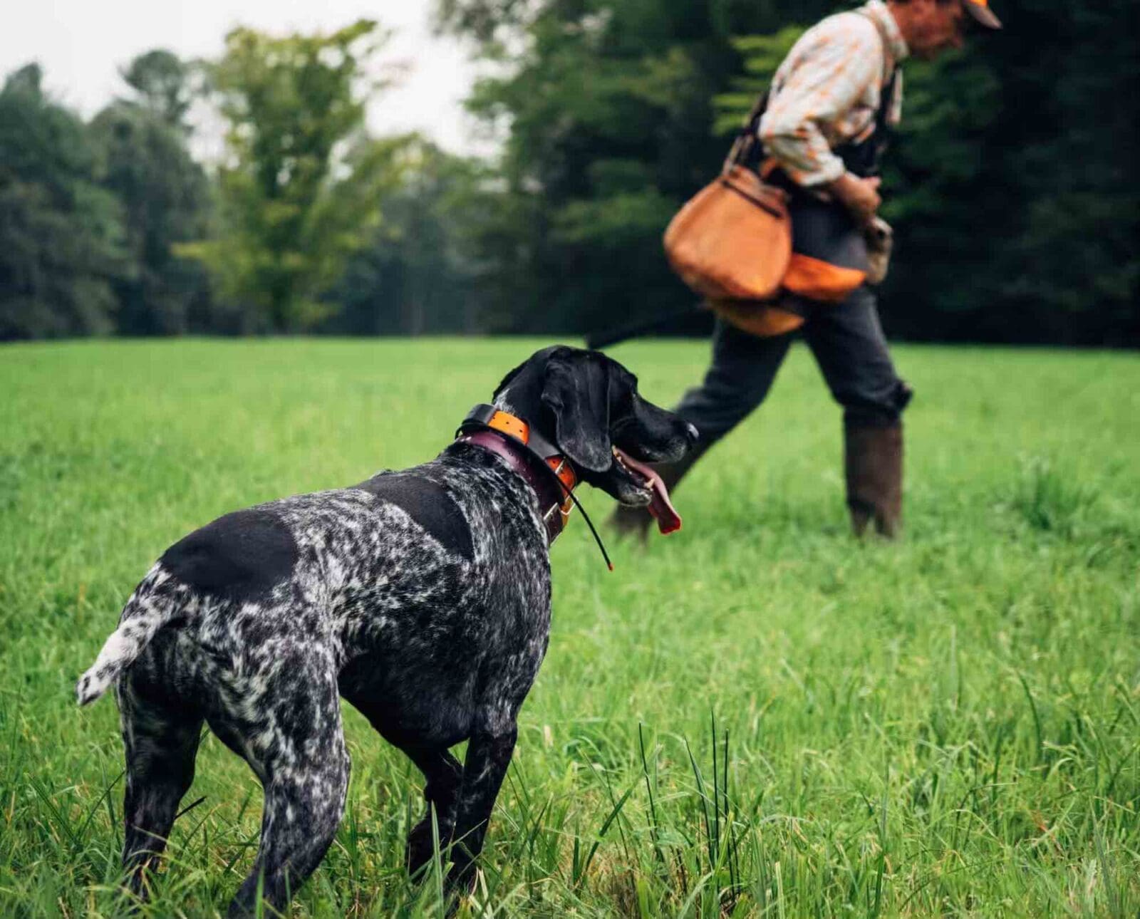 A dog trainer works on pointing steadiness with a German Shorthaired Pointer