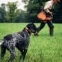 A dog trainer works on pointing steadiness with a German Shorthaired Pointer