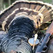 A Merriam's wild turkey lies on a log.