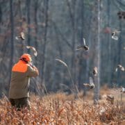 An upland hunter takes aim at a flushed covey of bobwhite quail.