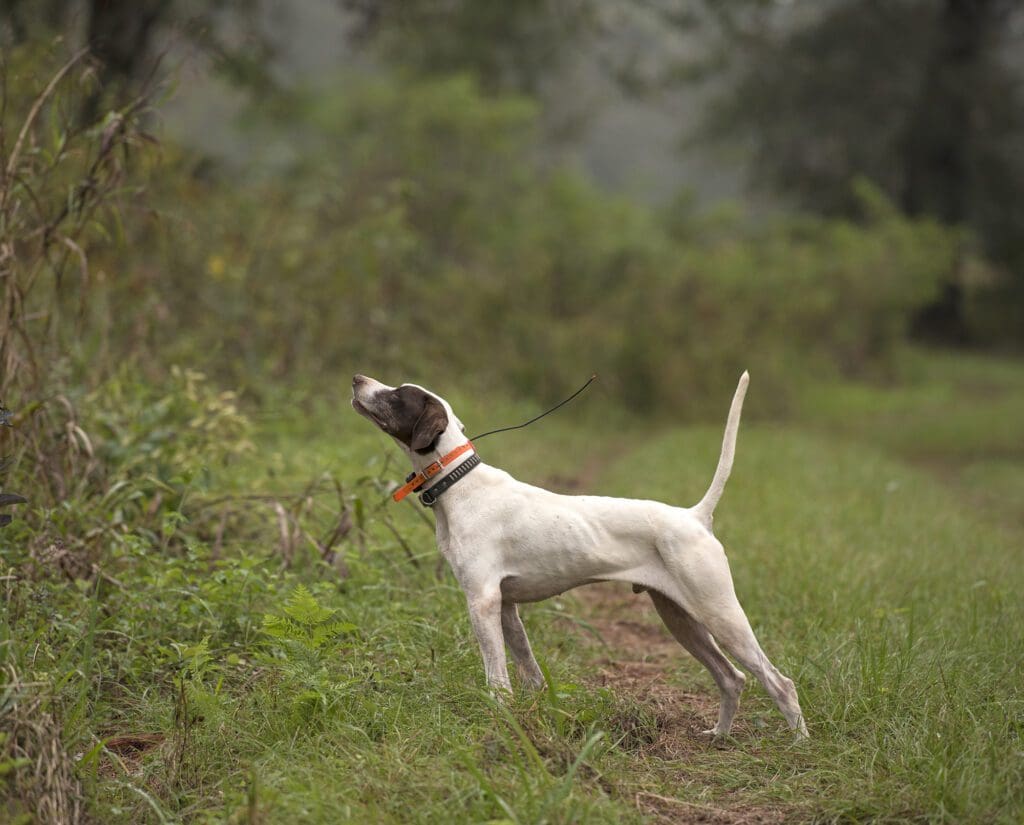 A pointer picks up on a scent cone