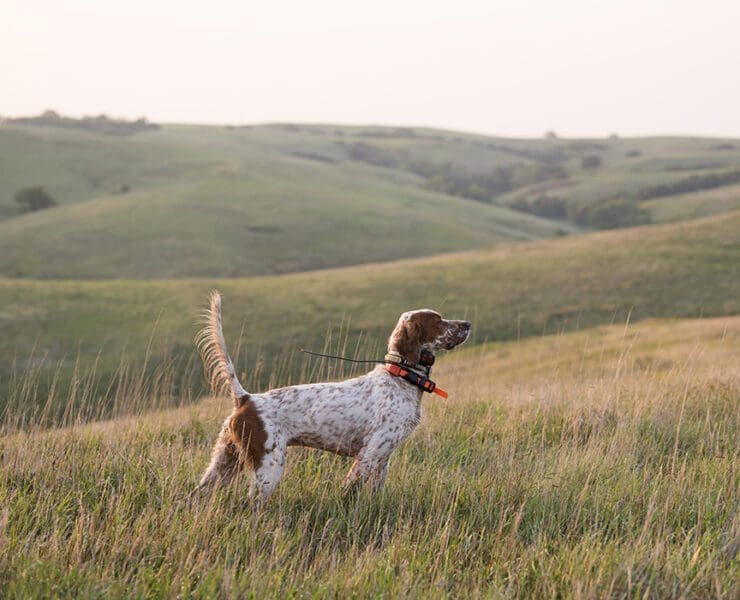 A pointing dog picks up on a scent during a hunt.