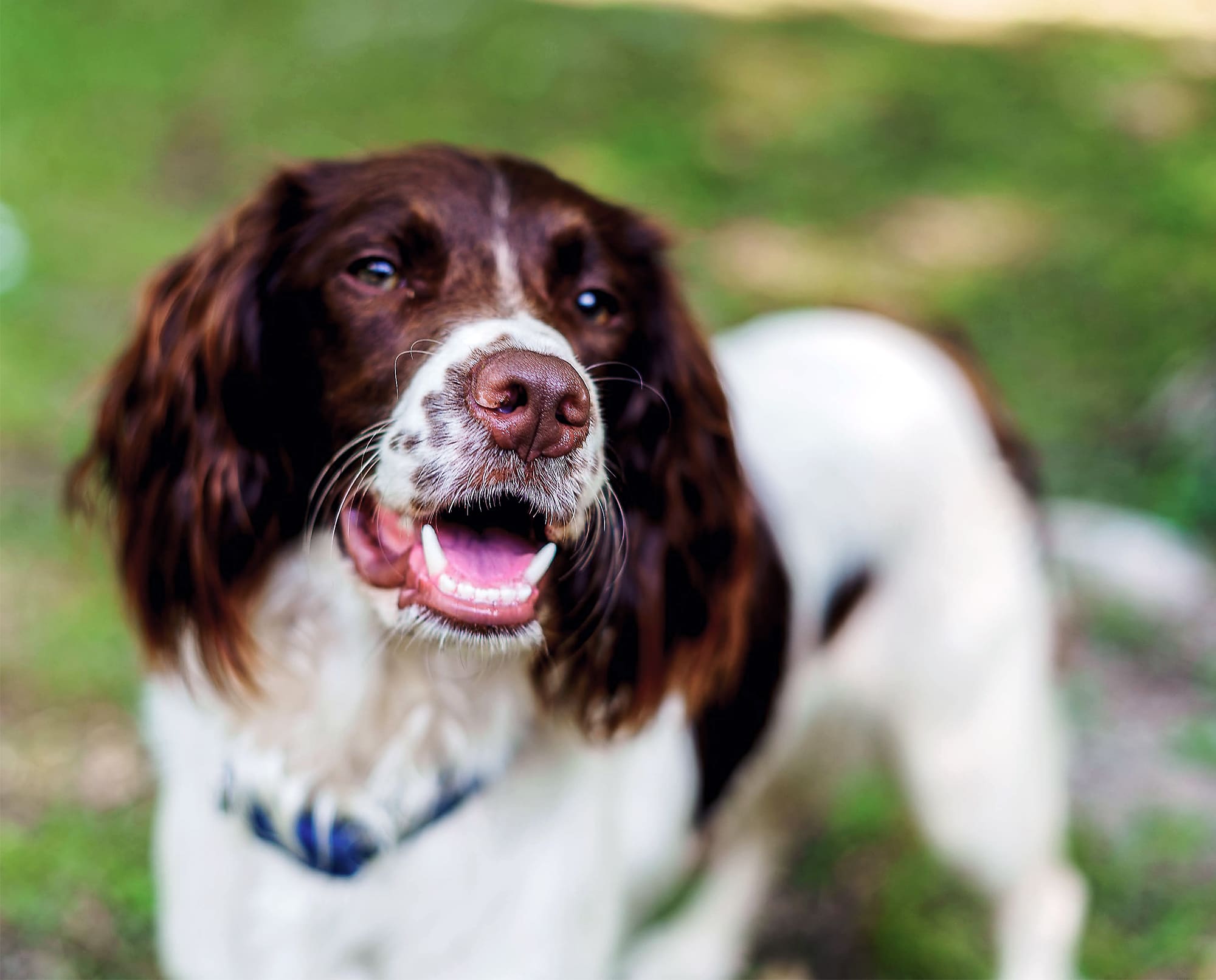 do springer spaniels smell bad