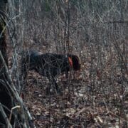 A dog on point while ruffed grouse hunting