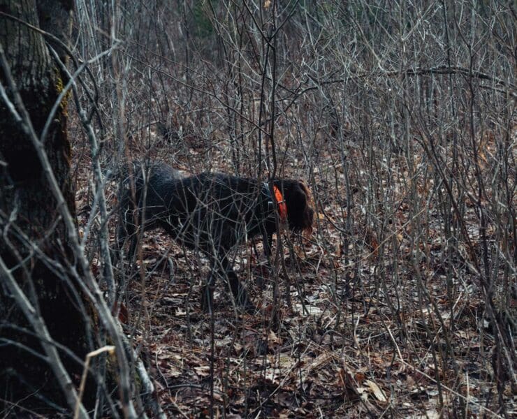 A dog on point while ruffed grouse hunting