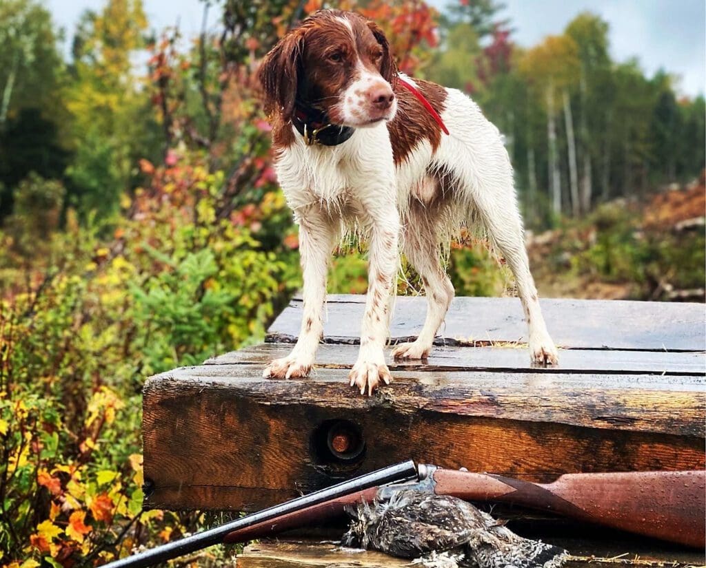 A Brittany stands over a shotgun and ruffed grouse