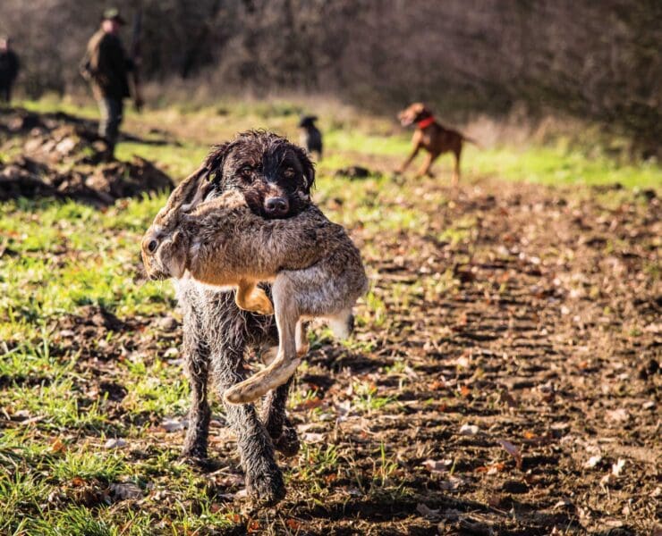 A Drahthaar retrieves a hare in Germany