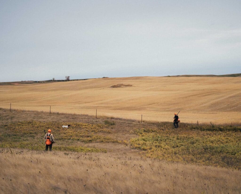 Two bird hunters walk up on a point in North Dakota