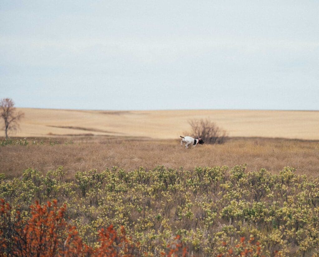 A German Shorthaired Pointer runs through short grass prairie in North Dakota