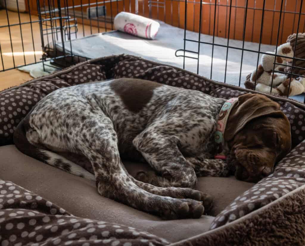 A puppy sleeps by his crate. 