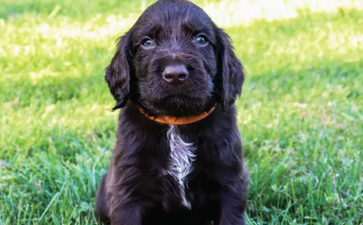 A deutsch langhaar puppy at his new home.